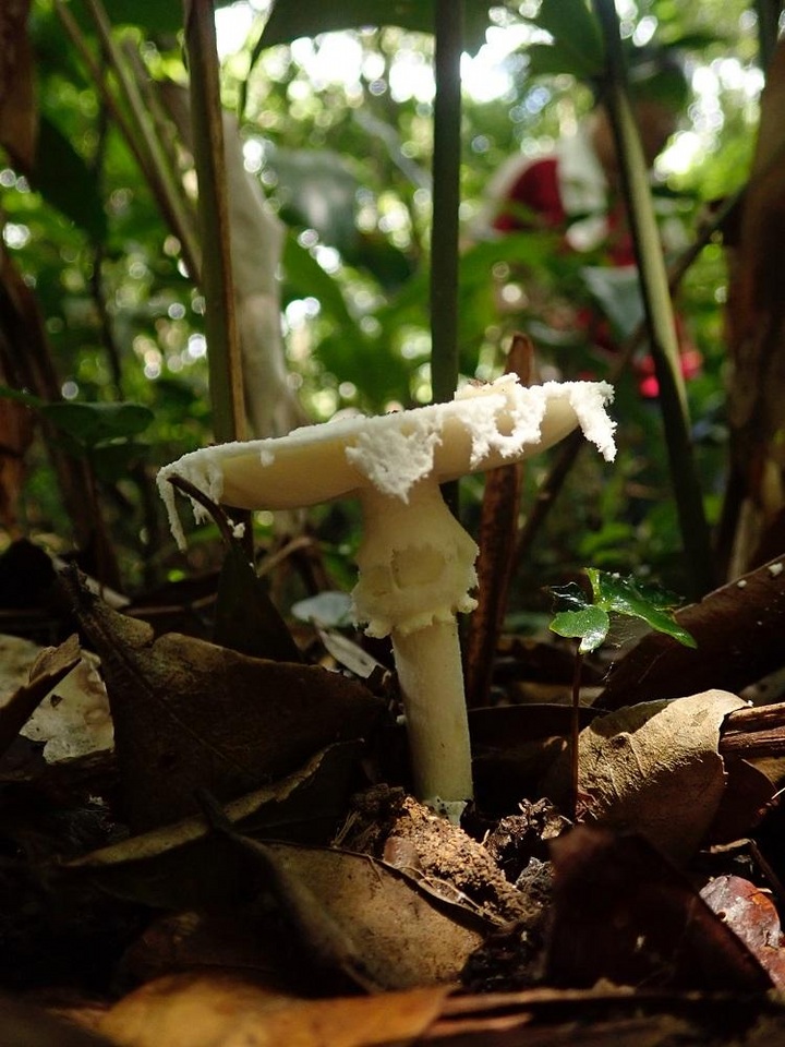 Amanita gymnopus image