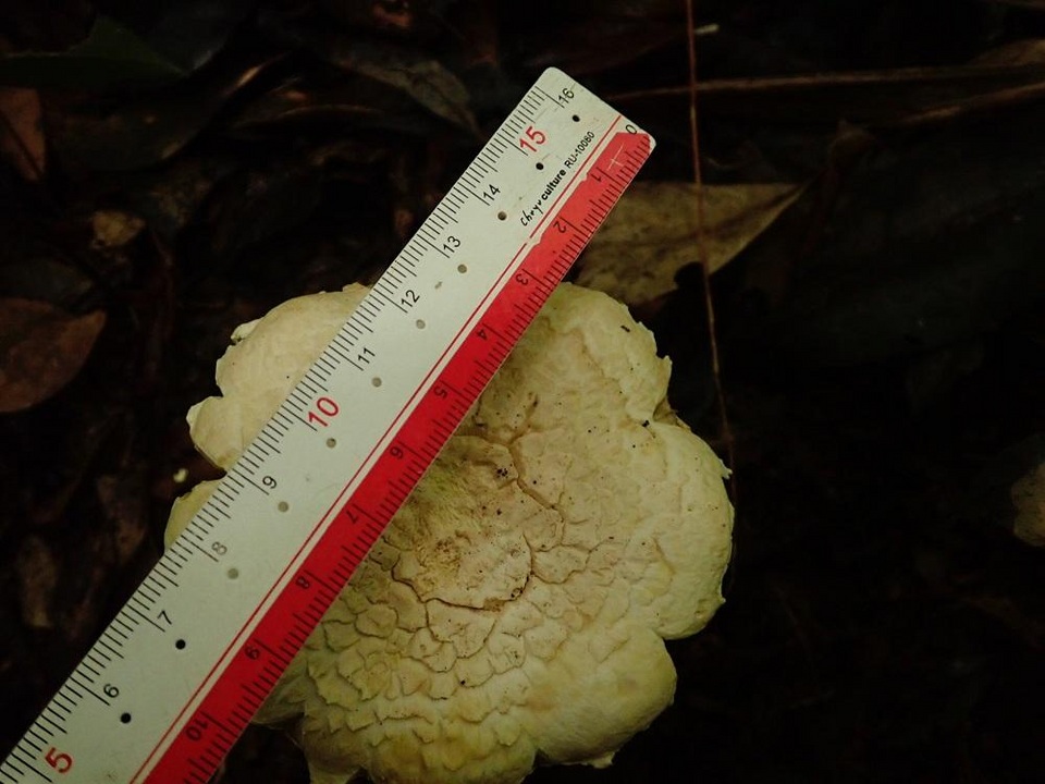 Amanita gymnopus image