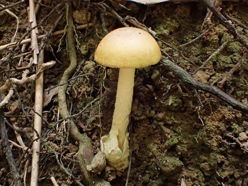 Amanita hamadae image