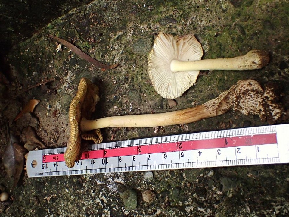 Amanita hamadae image
