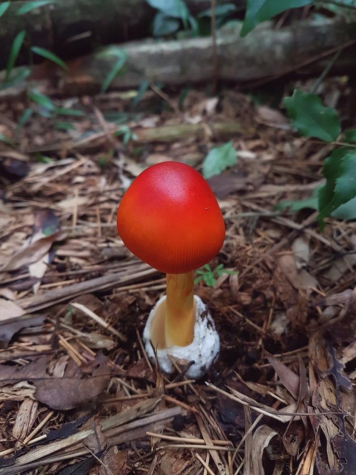 Amanita hemibapha image