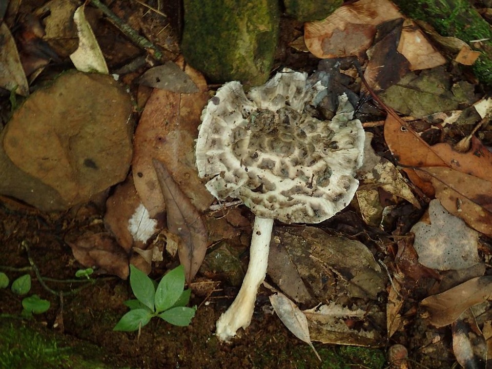 Amanita zangii image
