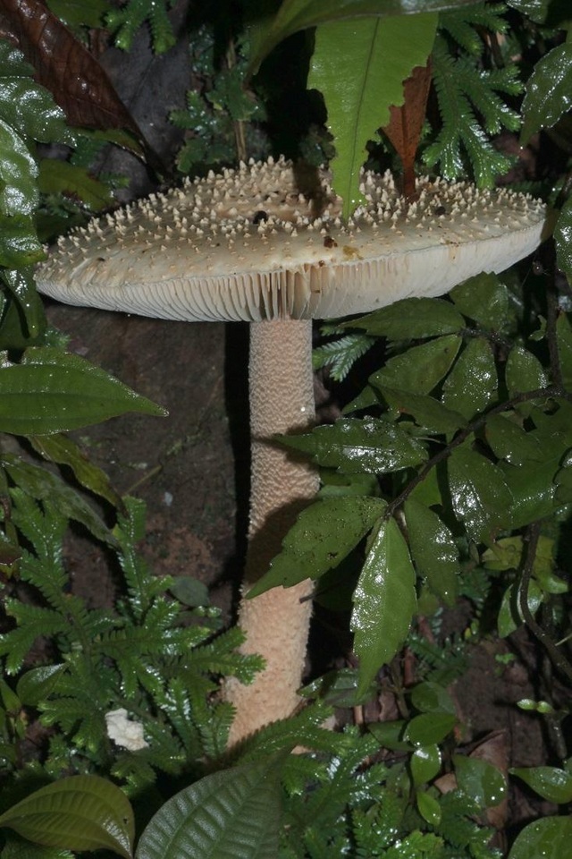 Amanita hongoi image