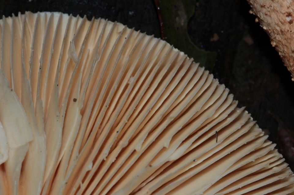 Amanita hongoi image