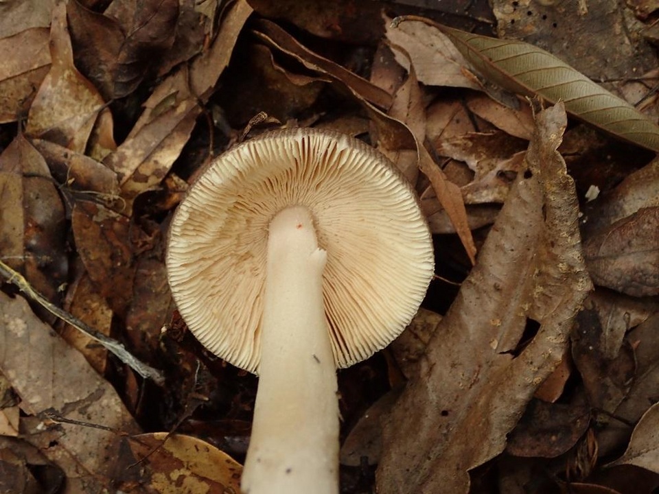 Amanita incarnatifolia image