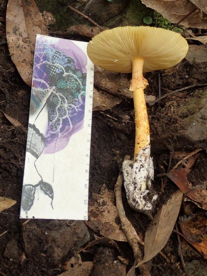 Amanita javanica image