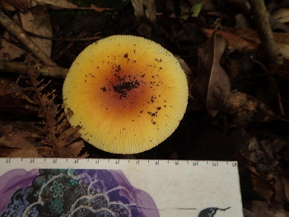 Amanita javanica image