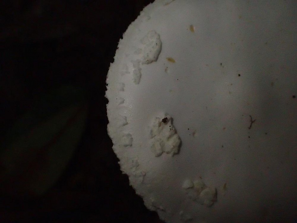 Amanita kotohiraensis image