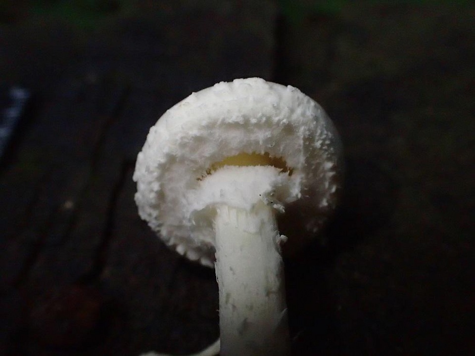 Amanita kotohiraensis image