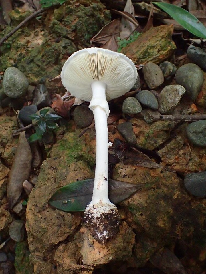 Amanita kotohiraensis image