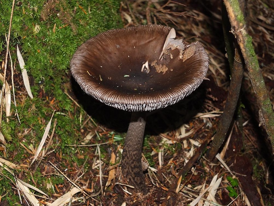 Amanita liquii image