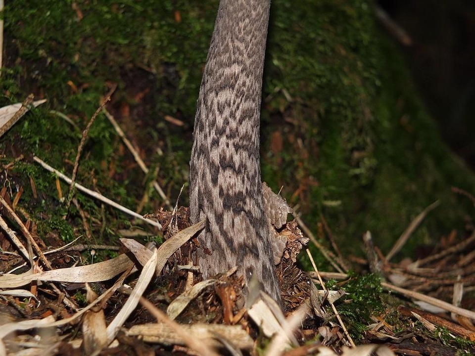 Amanita liquii image