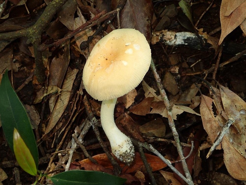 Amanita melleiceps image