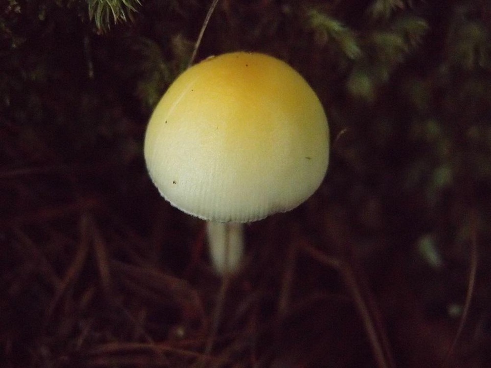 Amanita orientigemmata image