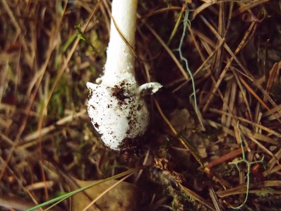 Amanita orientigemmata image