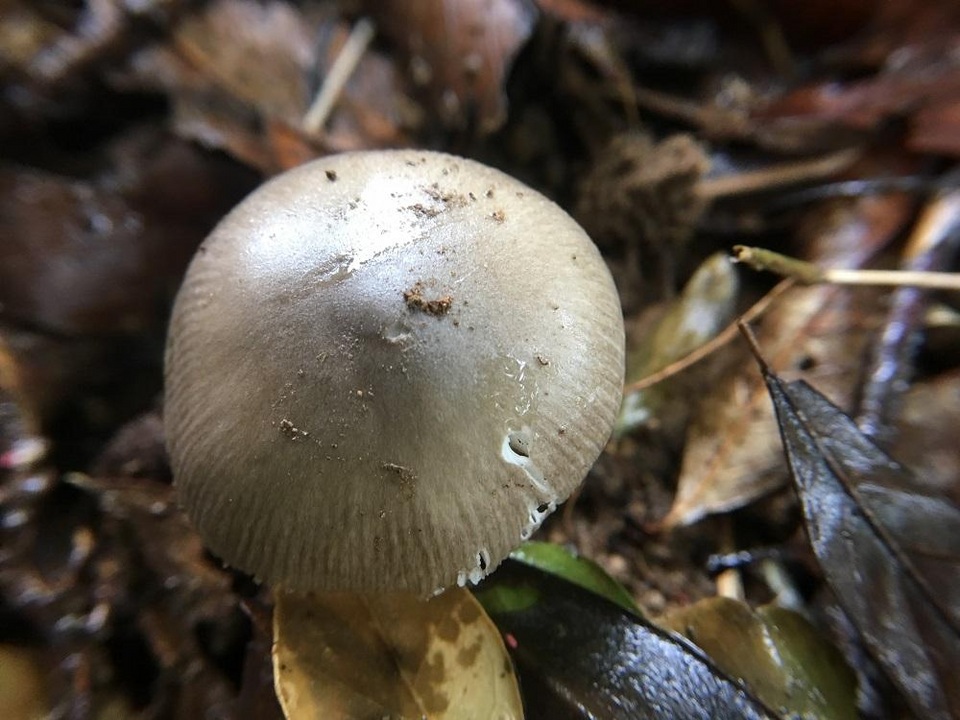 Amanita ovalispora image