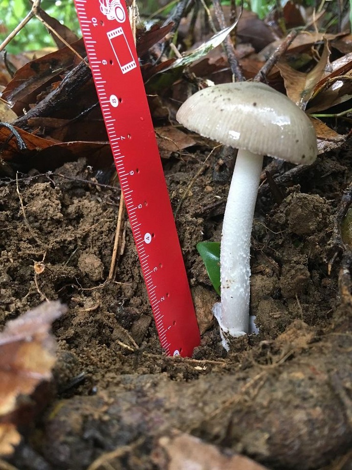 Amanita ovalispora image