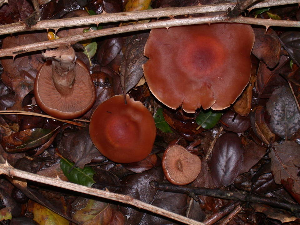 Cortinarius subbalaustinus image