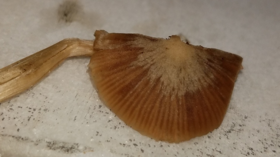 Nolanea cetrata f. minimospora image