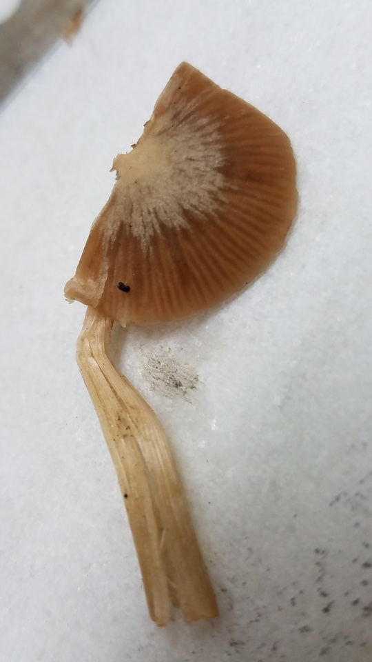 Nolanea cetrata f. minimospora image