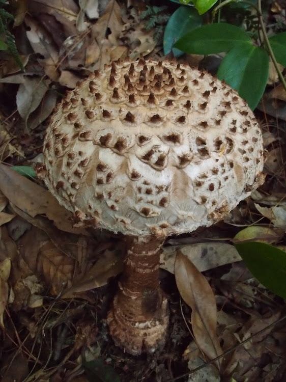 Amanita sculpta image