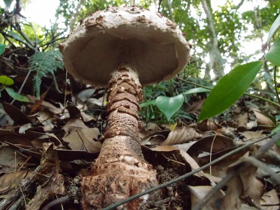 Amanita sculpta image