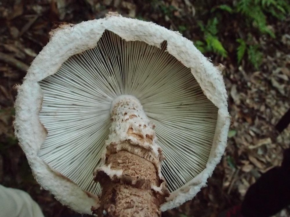 Amanita sculpta image