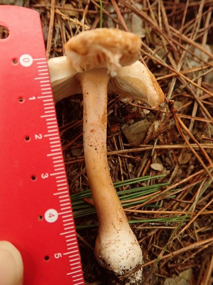Amanita siamensis image