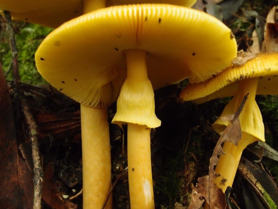 Amanita similis image