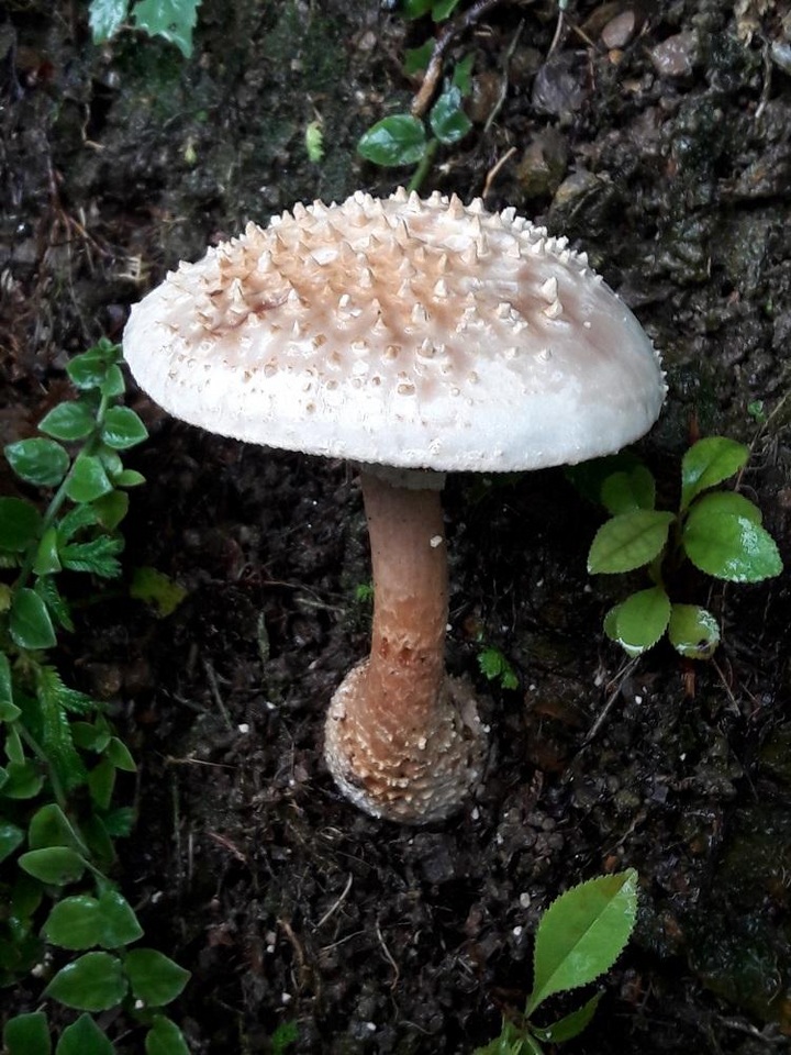 Amanita timida image