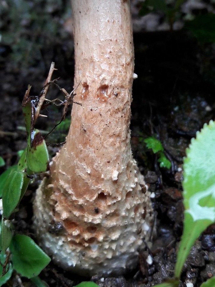 Amanita timida image