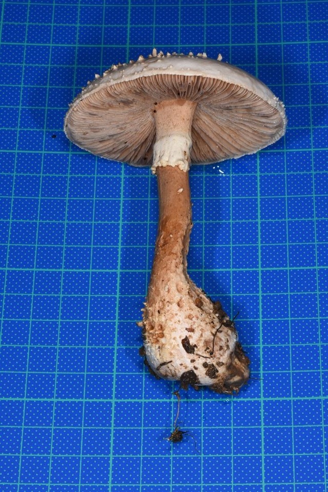Amanita timida image