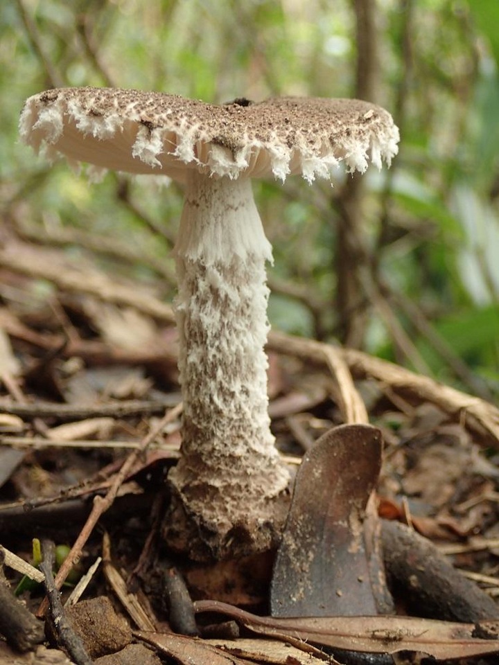 Amanita griseofarinosa image