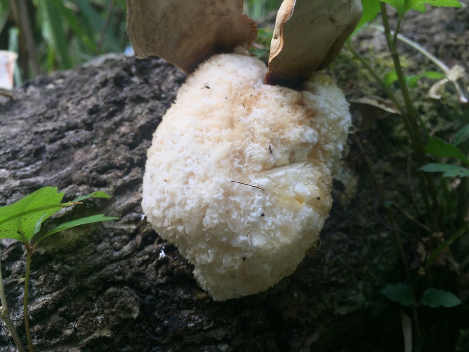 Postia ptychogaster image