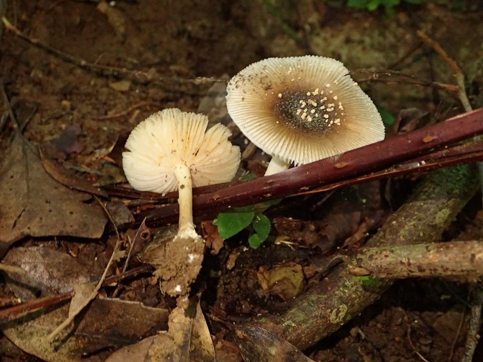 Amanita sychnopyramis image