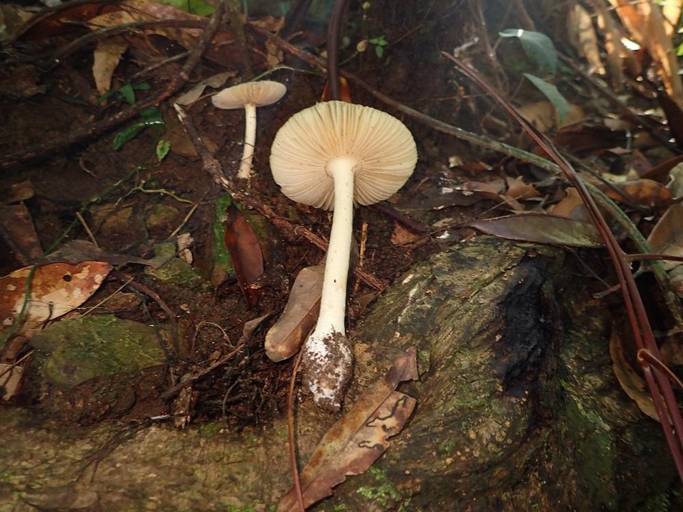 Amanita sychnopyramis image