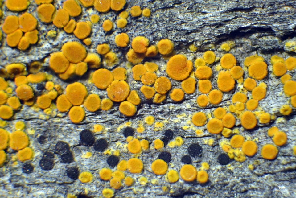 Gyalolechia image