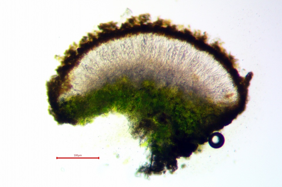 Gyalolechia image