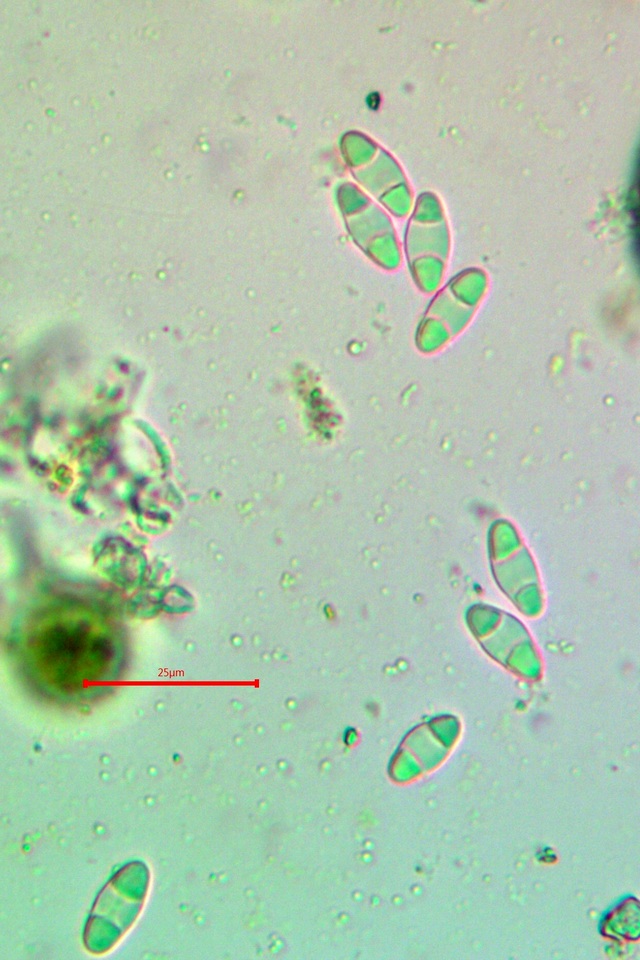 Gyalolechia flavorubescens image