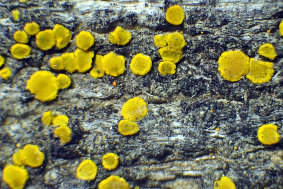 Candelariella antennaria image
