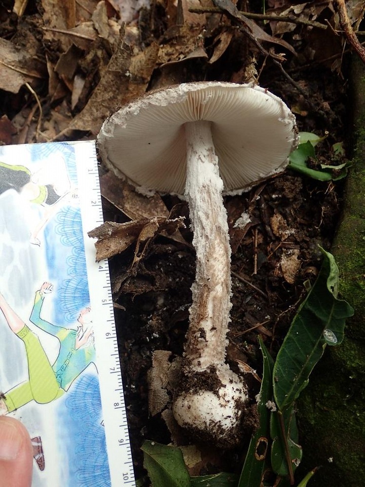 Amanita griseofarinosa image