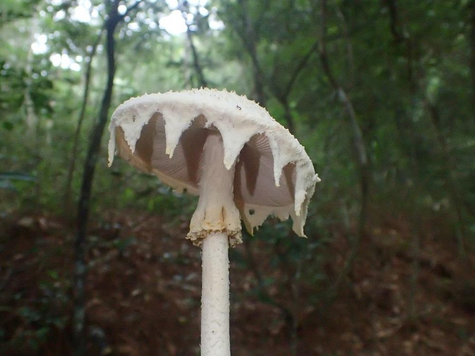 Amanita yenii image