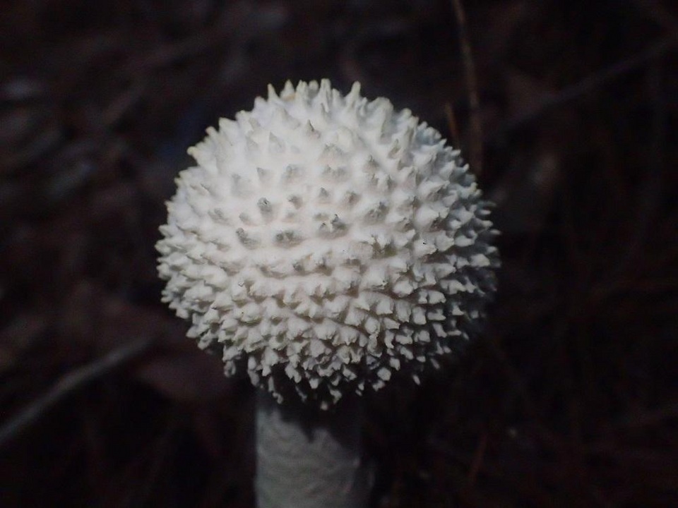 Amanita yenii image