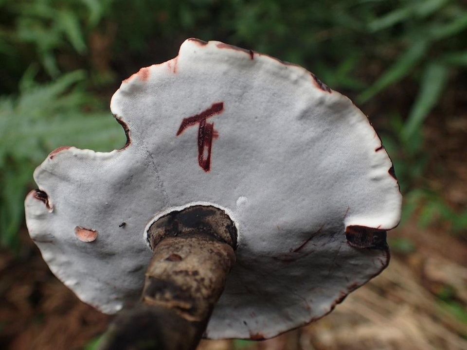 Amauroderma rugosum image