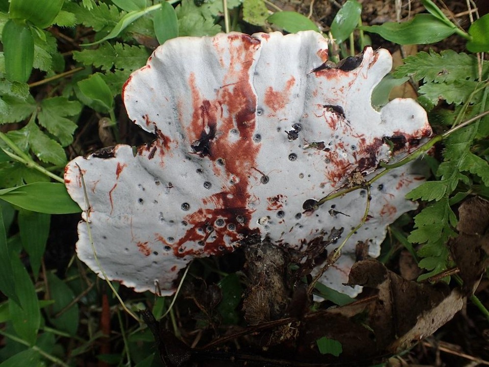 Amauroderma rugosum image