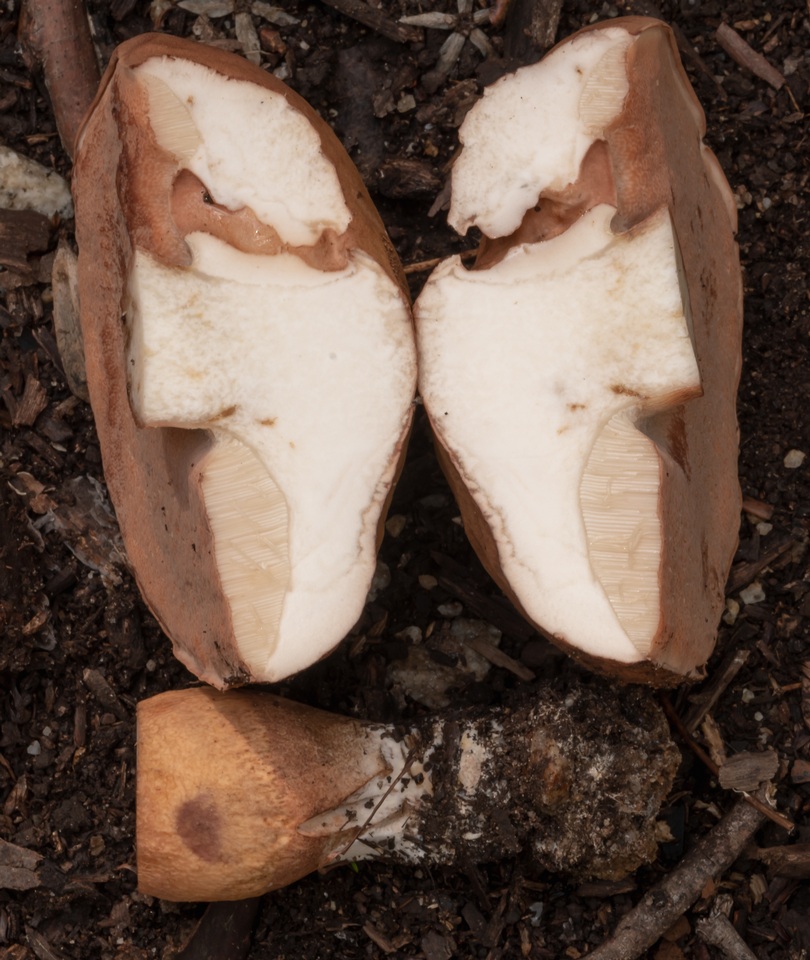 Boletus haedinus image