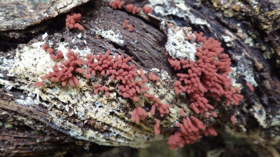 Arcyria denudata image