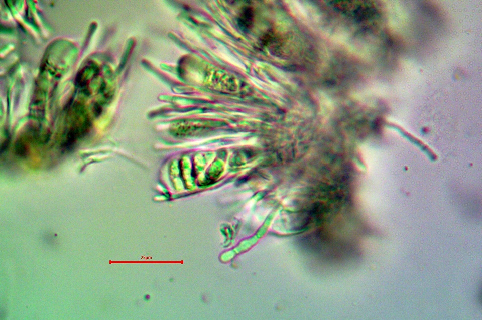 Candelariella antennaria image