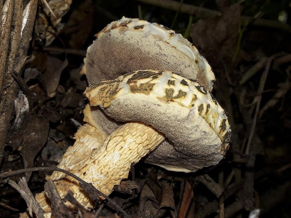 Austroboletus subvirens image