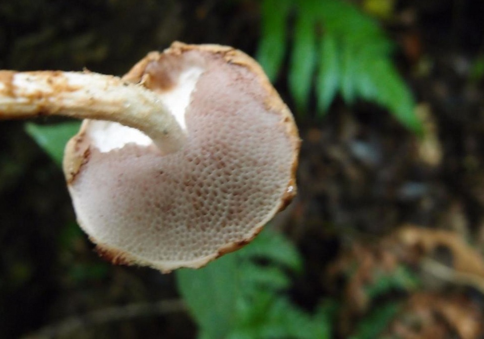 Austroboletus fusisporus image